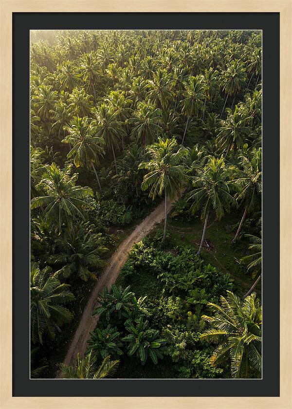 Drone View Of Lush Palm Grove