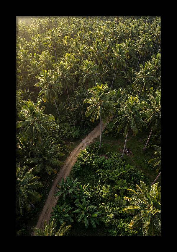 Drone View Of Lush Palm Grove