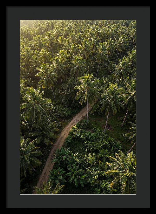 Drone View Of Lush Palm Grove