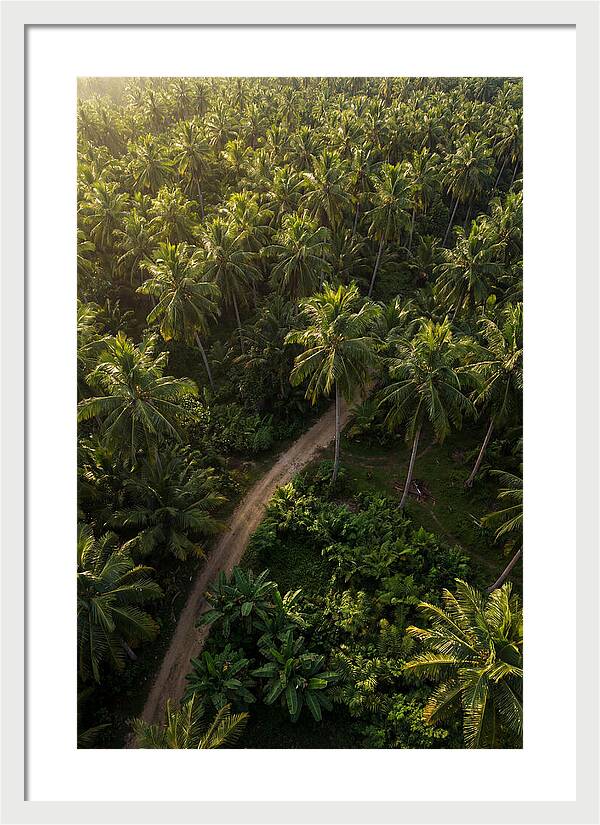 Drone View Of Lush Palm Grove