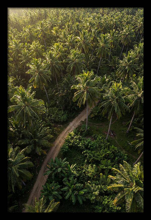 Drone View Of Lush Palm Grove