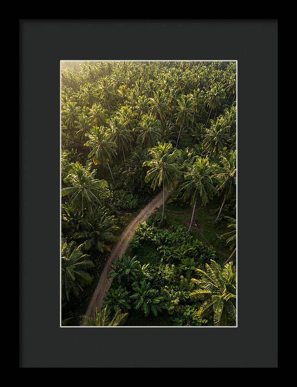 Drone View Of Lush Palm Grove