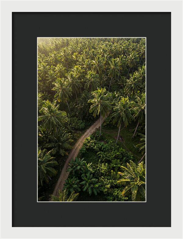 Drone View Of Lush Palm Grove