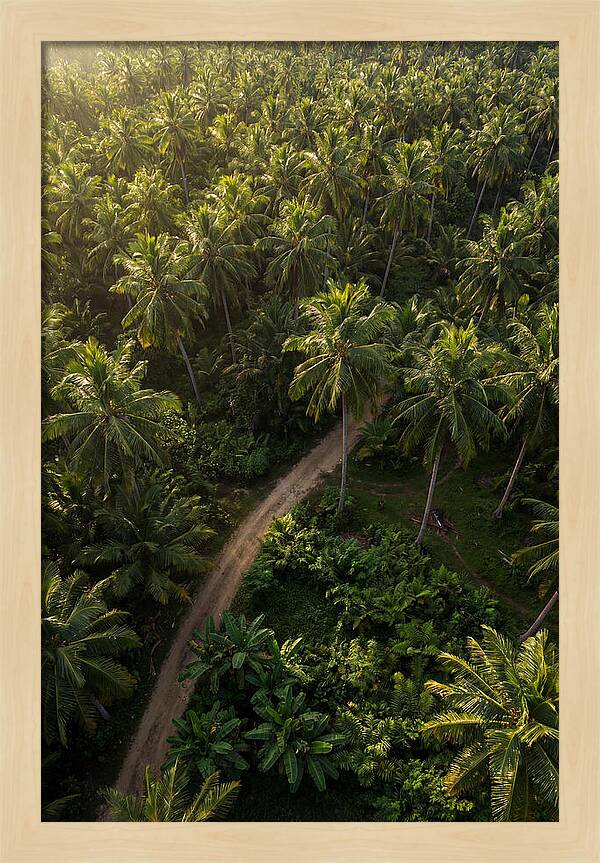 Drone View Of Lush Palm Grove