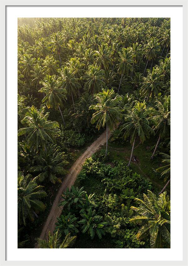 Drone View Of Lush Palm Grove