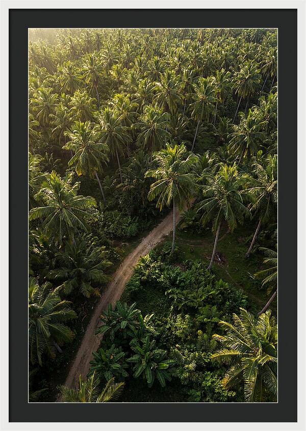 Drone View Of Lush Palm Grove