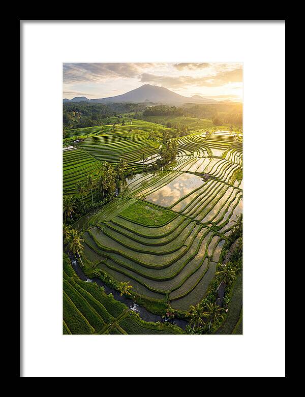 Drone View Of Lush Rice Terraces