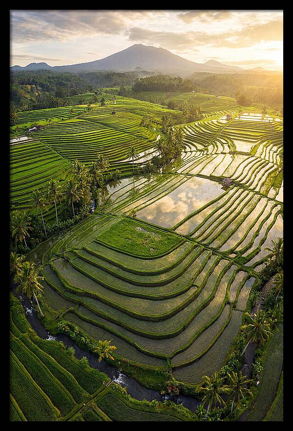Drone View Of Lush Rice Terraces