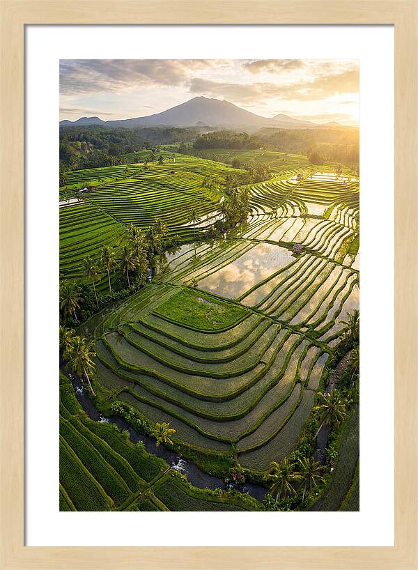 Drone View Of Lush Rice Terraces