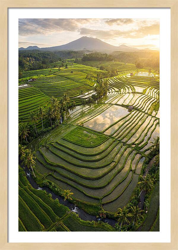 Drone View Of Lush Rice Terraces