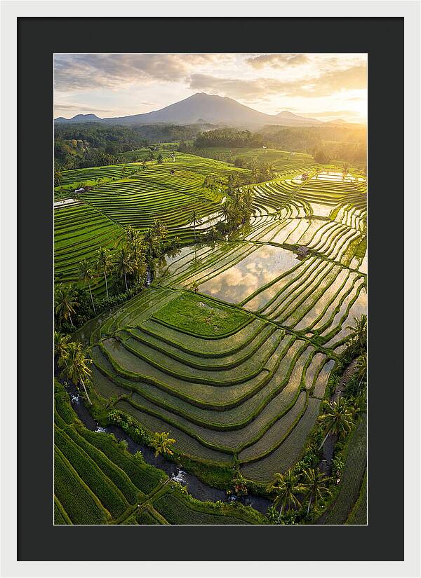 Drone View Of Lush Rice Terraces