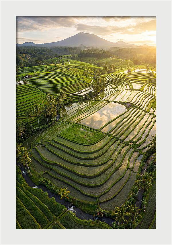 Drone View Of Lush Rice Terraces