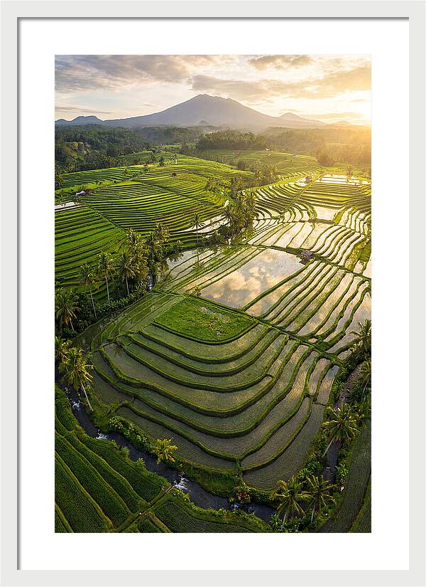 Drone View Of Lush Rice Terraces