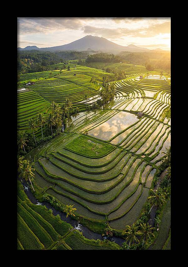 Drone View Of Lush Rice Terraces