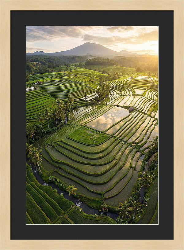 Drone View Of Lush Rice Terraces