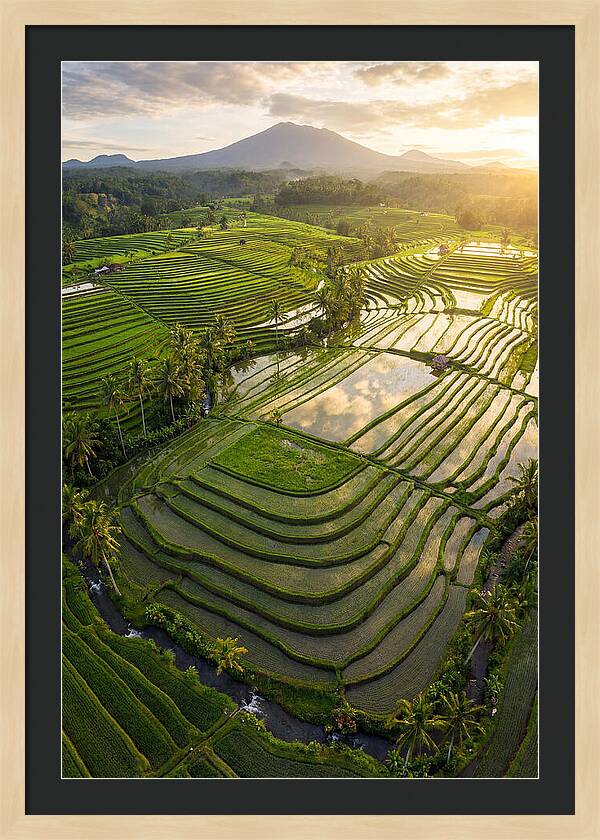 Drone View Of Lush Rice Terraces