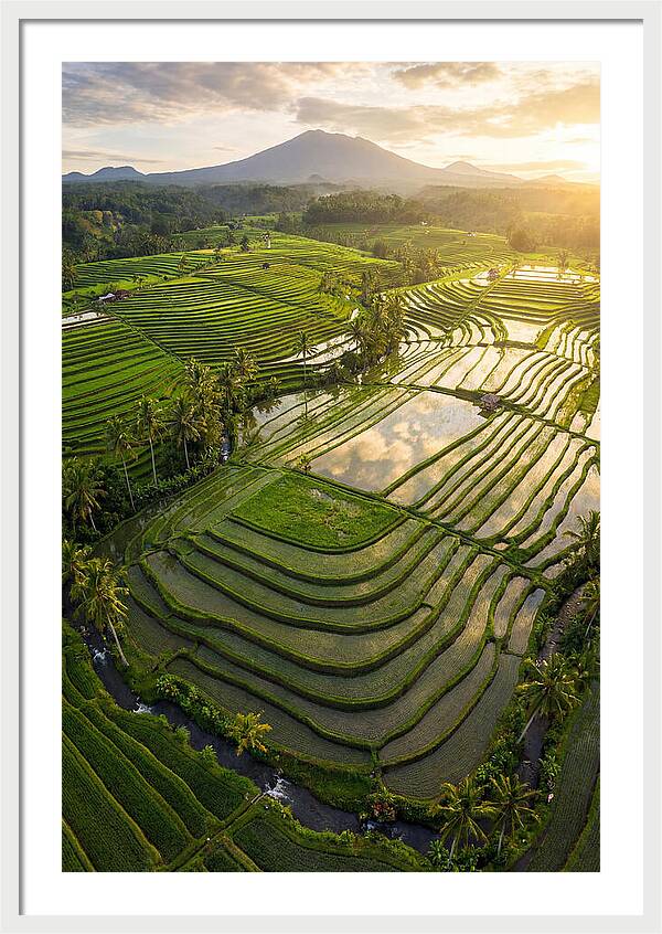Drone View Of Lush Rice Terraces