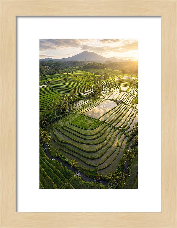 Drone View Of Lush Rice Terraces
