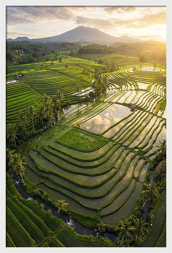 Drone View Of Lush Rice Terraces