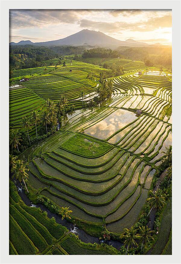Drone View Of Lush Rice Terraces