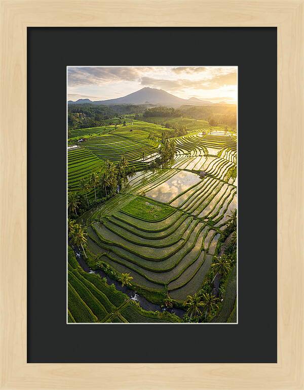 Drone View Of Lush Rice Terraces