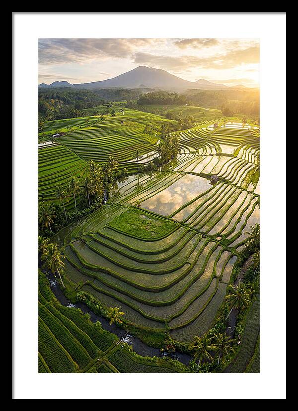 Drone View Of Lush Rice Terraces