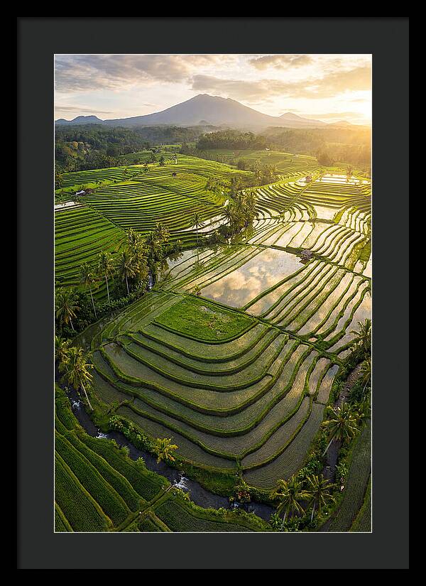 Drone View Of Lush Rice Terraces