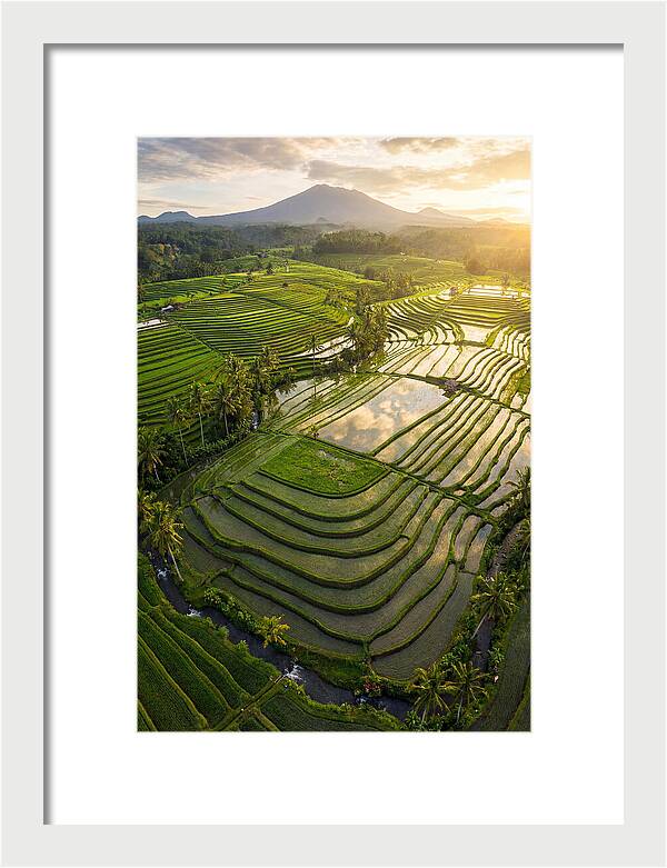 Drone View Of Lush Rice Terraces