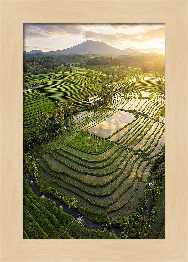 Drone View Of Lush Rice Terraces