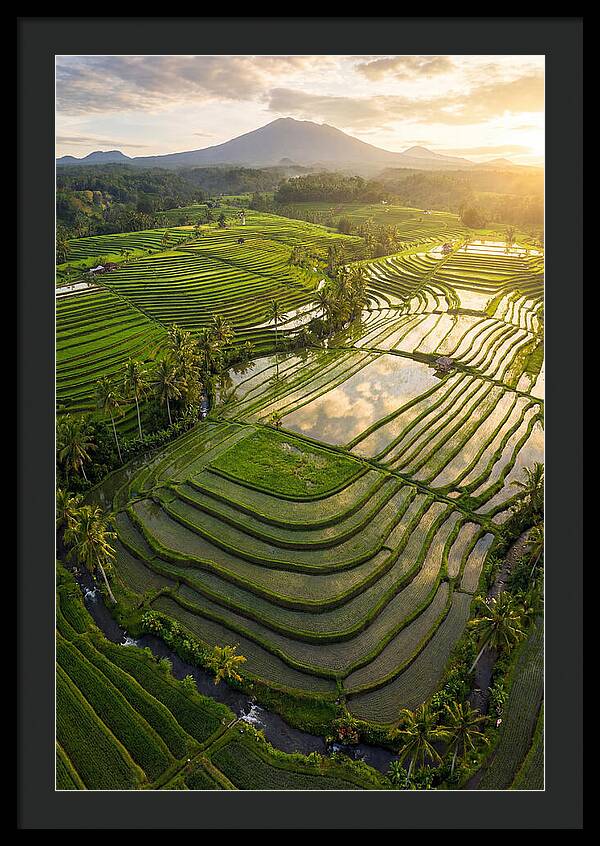 Drone View Of Lush Rice Terraces
