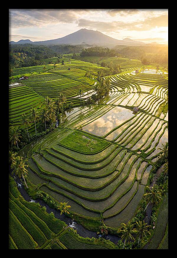 Drone View Of Lush Rice Terraces