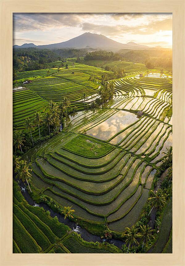 Drone View Of Lush Rice Terraces
