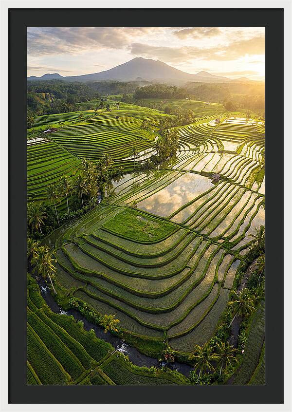 Drone View Of Lush Rice Terraces