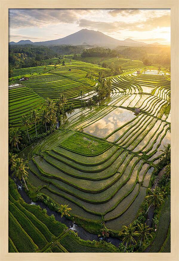 Drone View Of Lush Rice Terraces