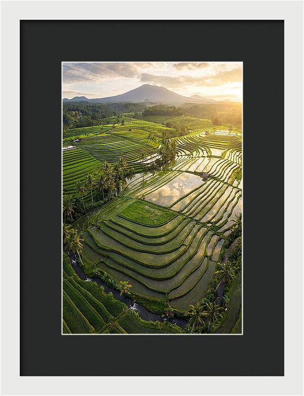 Drone View Of Lush Rice Terraces