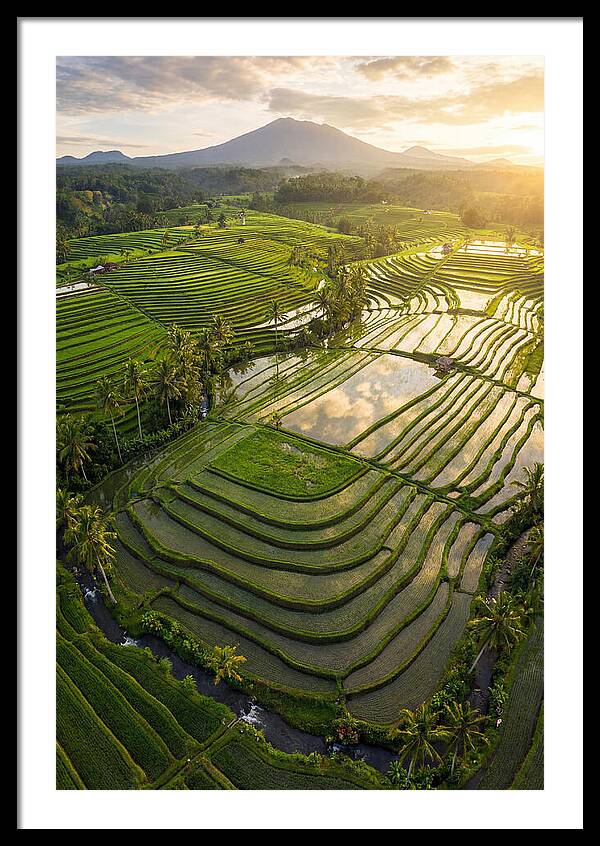 Drone View Of Lush Rice Terraces
