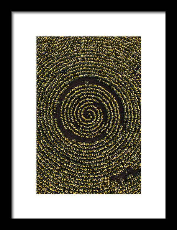 Drone View Of Sunflower Spiral