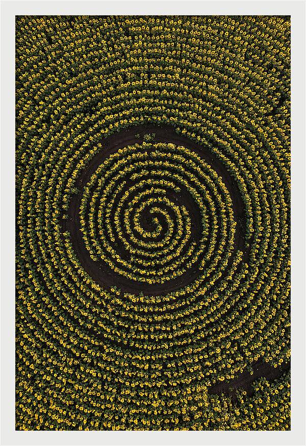 Drone View Of Sunflower Spiral
