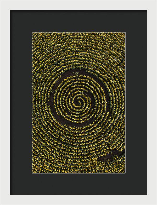 Drone View Of Sunflower Spiral