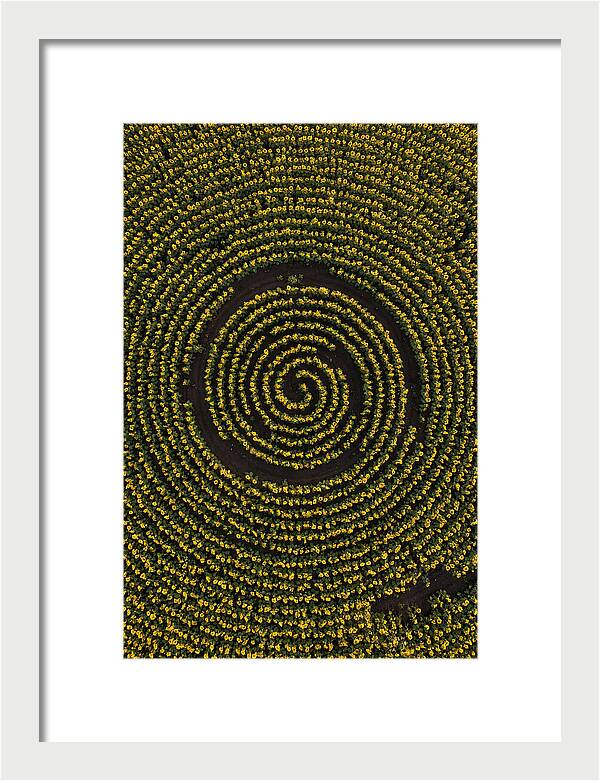 Drone View Of Sunflower Spiral