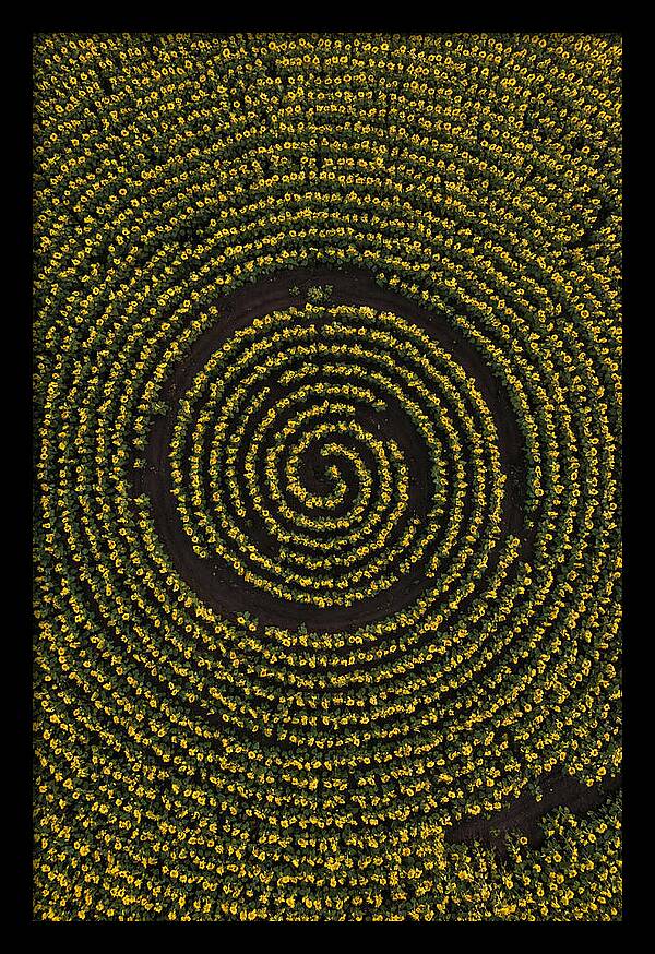 Drone View Of Sunflower Spiral