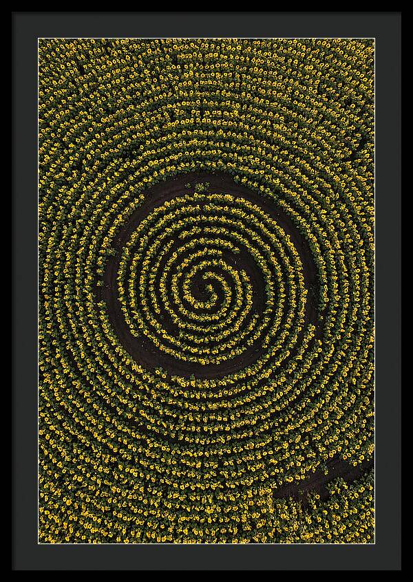 Drone View Of Sunflower Spiral