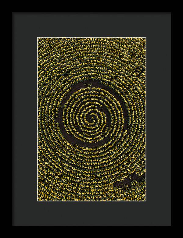 Drone View Of Sunflower Spiral