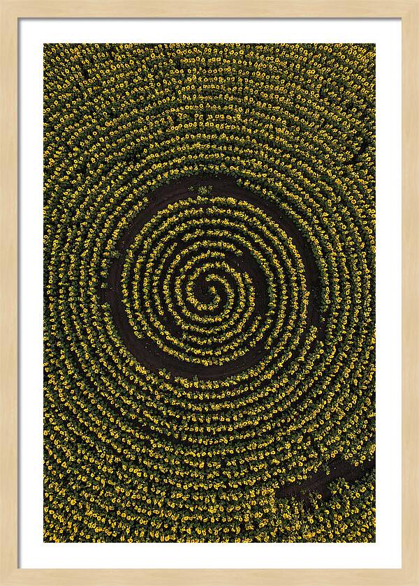 Drone View Of Sunflower Spiral