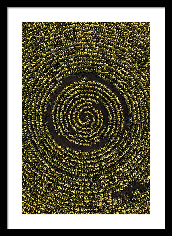 Drone View Of Sunflower Spiral
