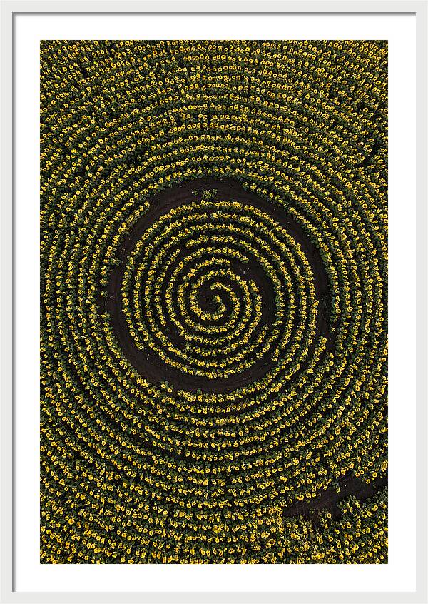 Drone View Of Sunflower Spiral