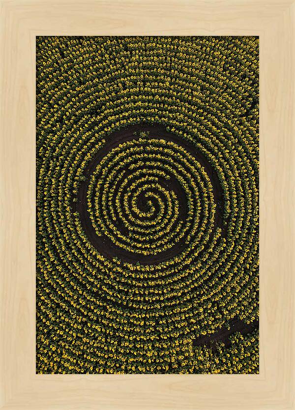 Drone View Of Sunflower Spiral