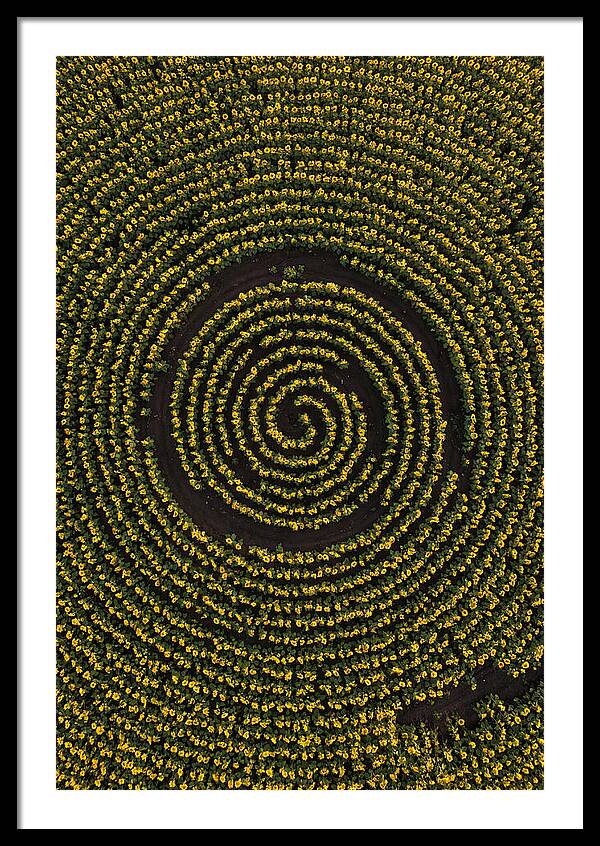 Drone View Of Sunflower Spiral