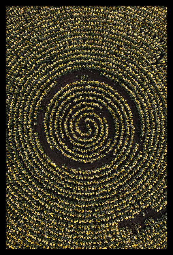 Drone View Of Sunflower Spiral