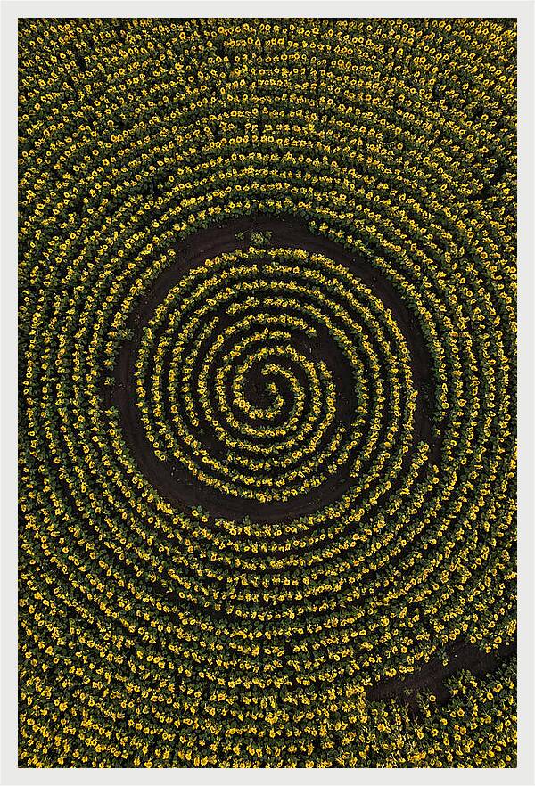 Drone View Of Sunflower Spiral